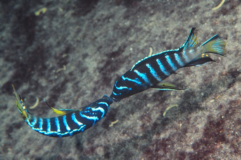Chindongo sp. 'elongatus masimbwe' Masimbwe Island